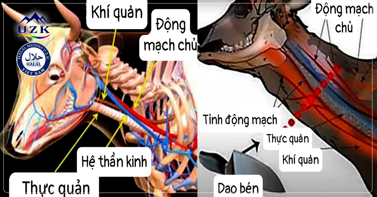 Cắt Tiết