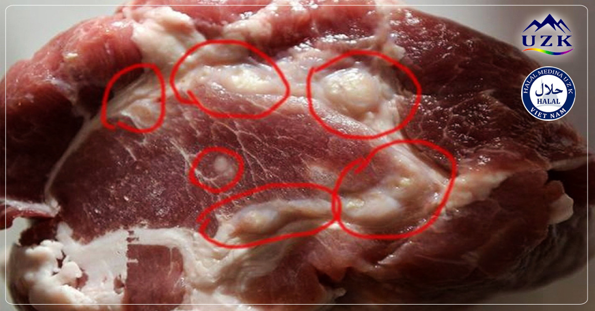 Bệnh thường gặp ở thịt Heo